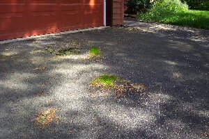 Driveway grass