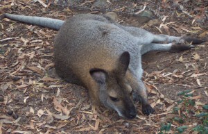 The Sleeping Kangaroo