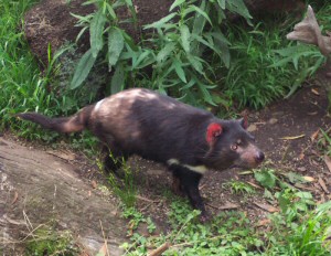 Tasmanian Devil