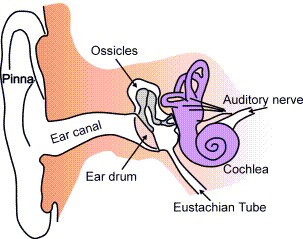 Ear Anatomy