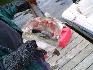 Early Fall Mouth