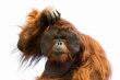 Confused Orangutan