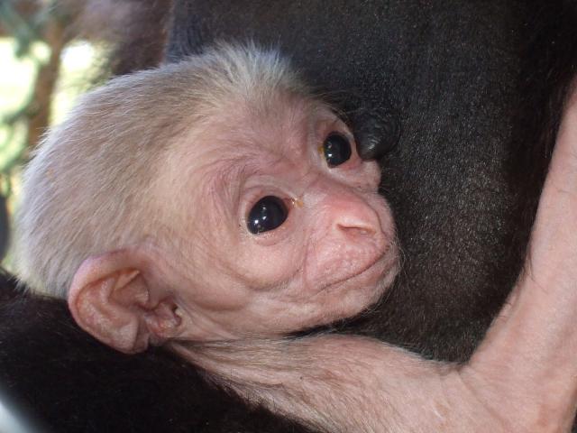 Baby Gibbon
