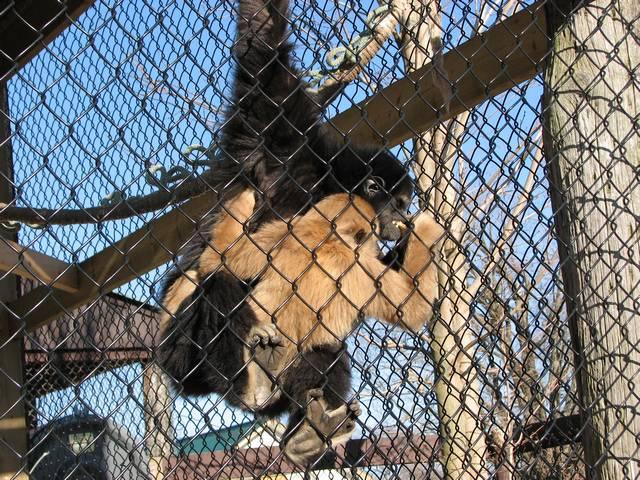 Gibbon Family