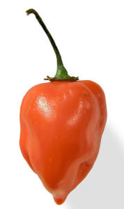 Habanero