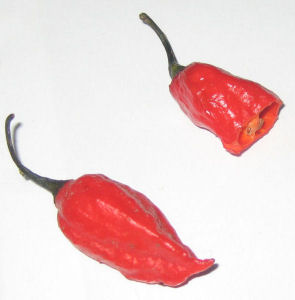 Naga Jolokia Pepper