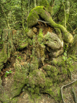 The Green Man