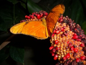 One of the approximately 1000000000 butterflies in the conservatory